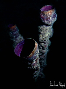 Tube sponges off Roatan Honduras by Steven Anderson 